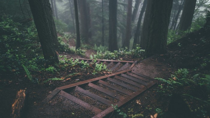 Wooden steps descend through a misty, green forest.