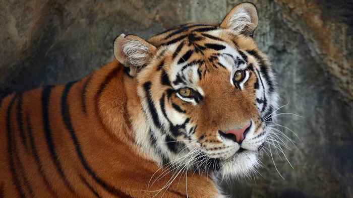 Tiger with orange and black stripes