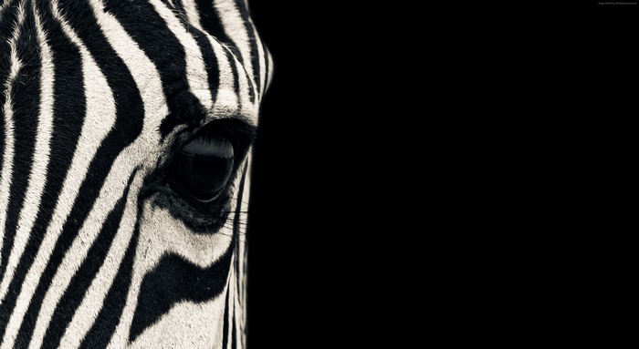 Close-up of a Zebra's Eye and Stripes