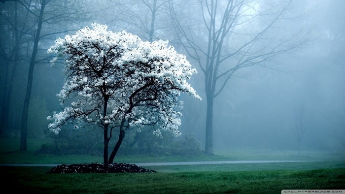 White flowering tree in a misty forest