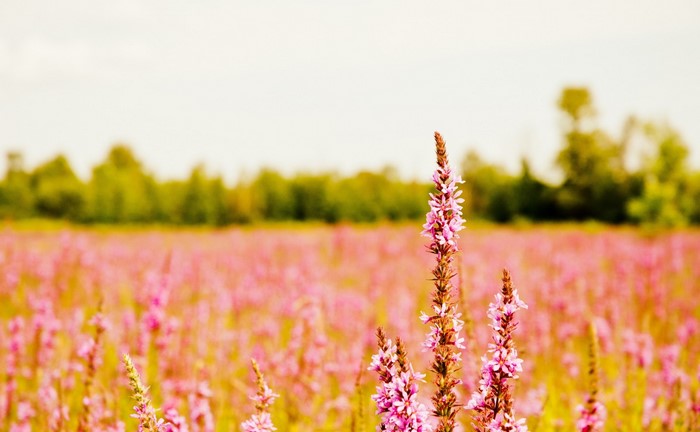 Field of pink wildflowers with trees in the background