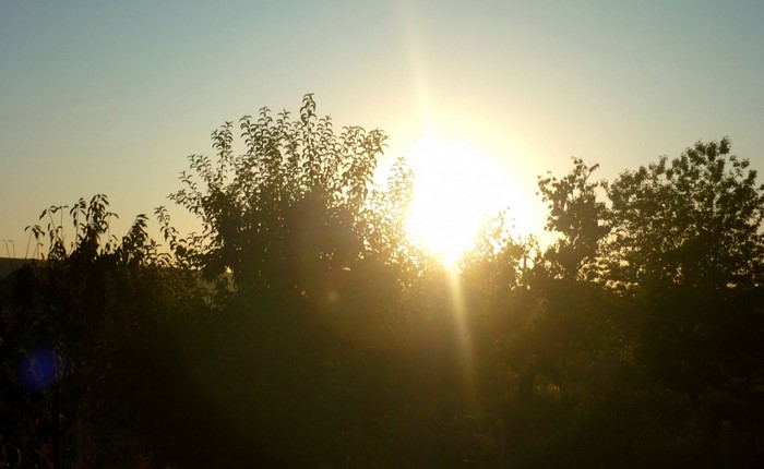 Sunlight shining through trees at sunset