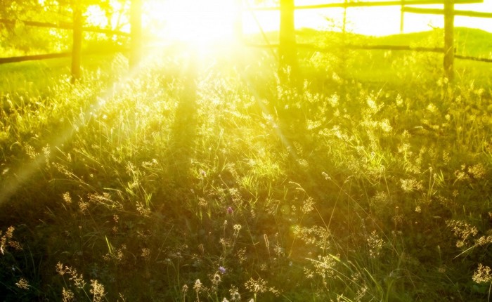 Sunlight shining through grass and trees with a wooden fence