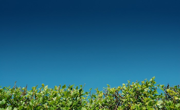 Green bushes against a clear blue sky