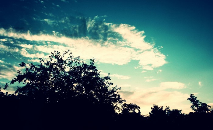 Silhouette of trees against a twilight sky with clouds