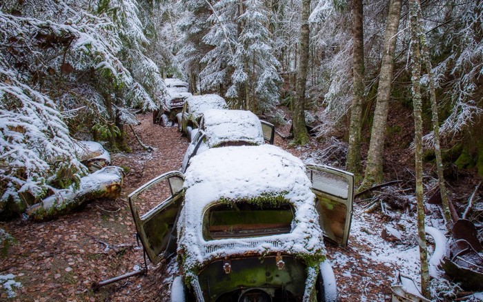 Abandoned cars covered in snow in a forest