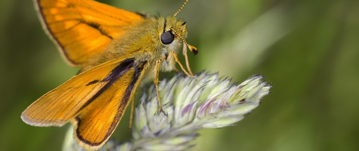 Close-up of an orange butterfly on a plant stem