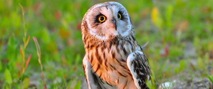 Short-eared owl perched in grassy field