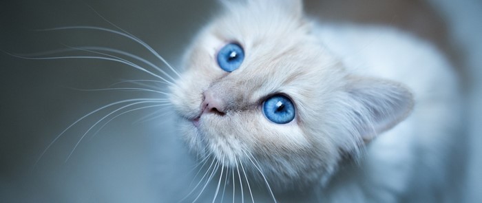 Close up of a fluffy white cat with bright blue eyes
