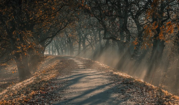 Misty Autumn Forest Path with Sun Rays