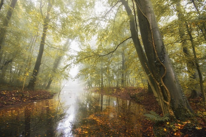 Misty forest with a pond in autumn