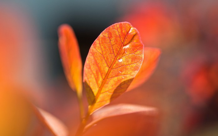 Close-up of autumn leaves with sunlight