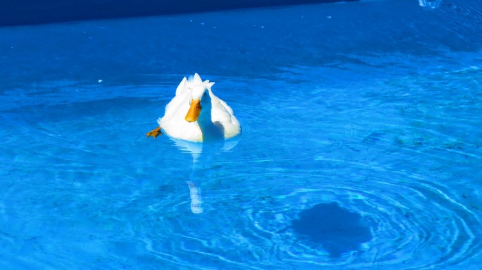 White duck swimming in a blue swimming pool
