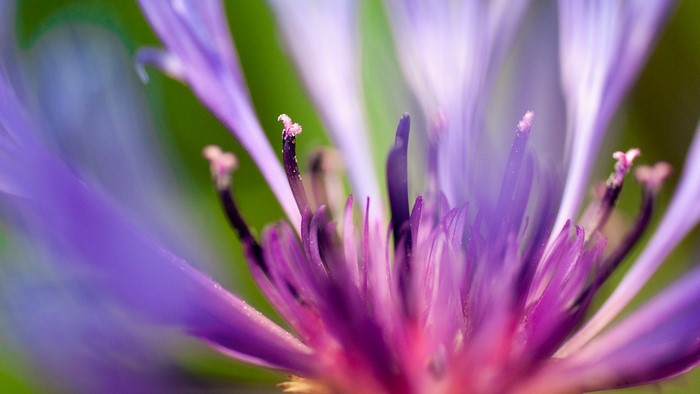 Close-up of a purple flower's stamen and petals