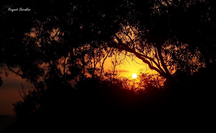 Sunset through silhouetted trees