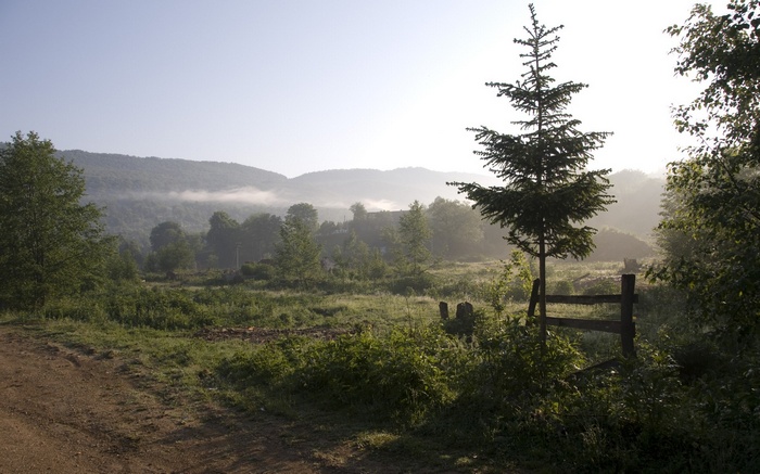 Misty morning landscape with trees and hills