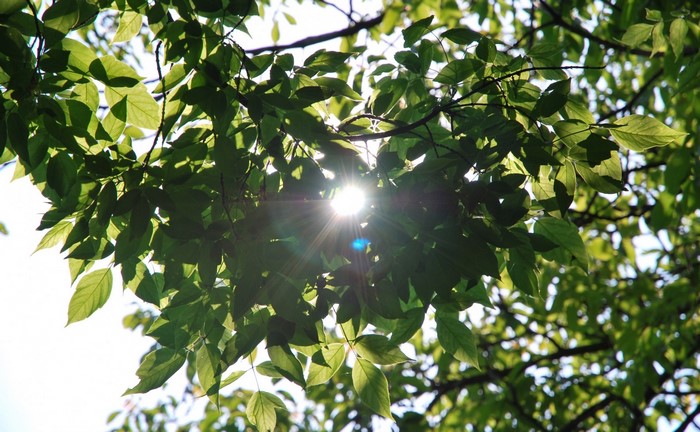Sunlight filtering through green leaves on a tree branch