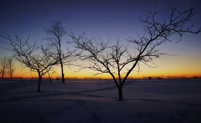 Bare trees in a snowy field at sunset