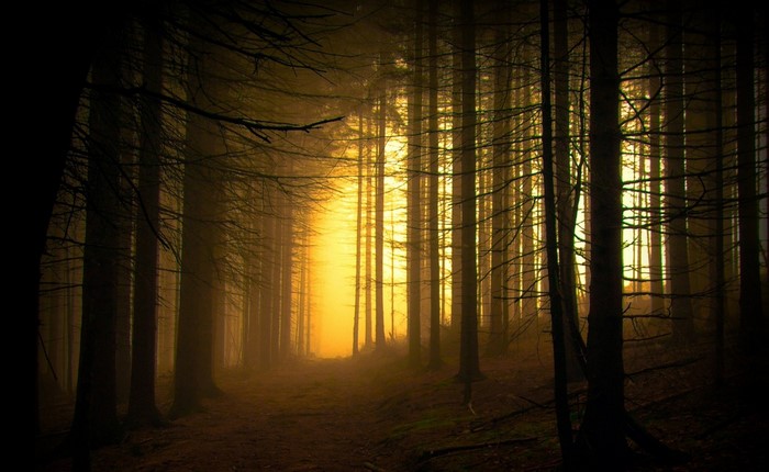 Sunlight filtering through a misty forest at dawn