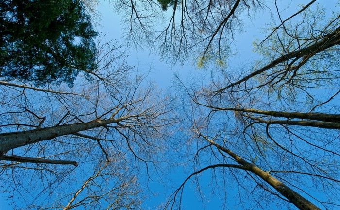Looking up at trees against a blue sky