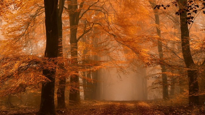 Autumn forest path with amber leaves and mist