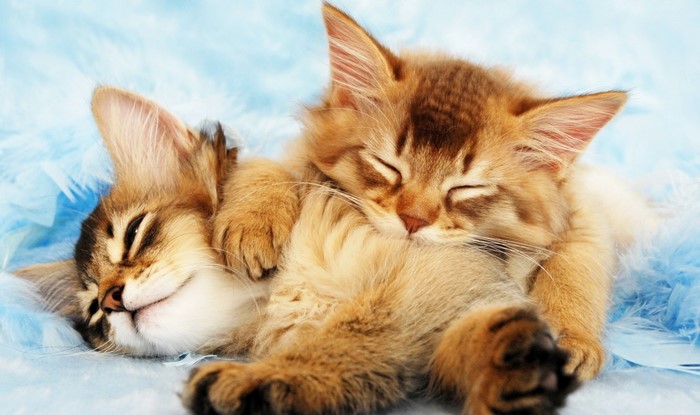 Two fluffy kittens sleeping on blue feathers