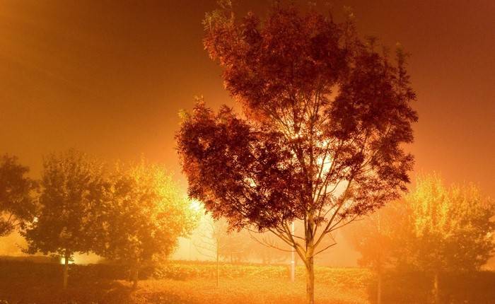 Trees in fog with orange light