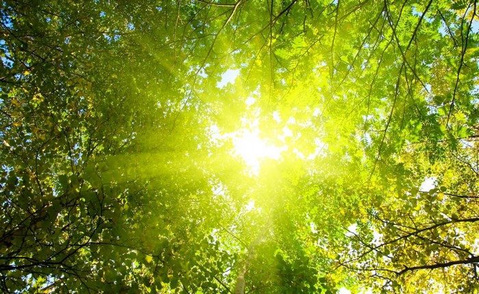 Sunlight filtering through green tree leaves