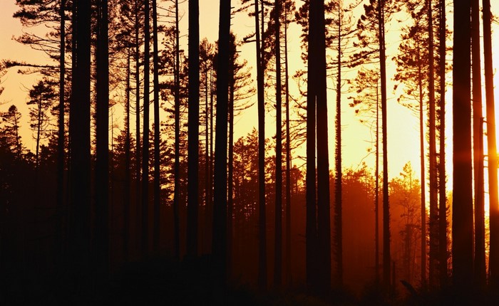 Silhouetted trees against a sunset sky