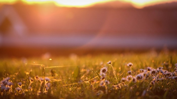 Field of daisies at sunset with lens flare