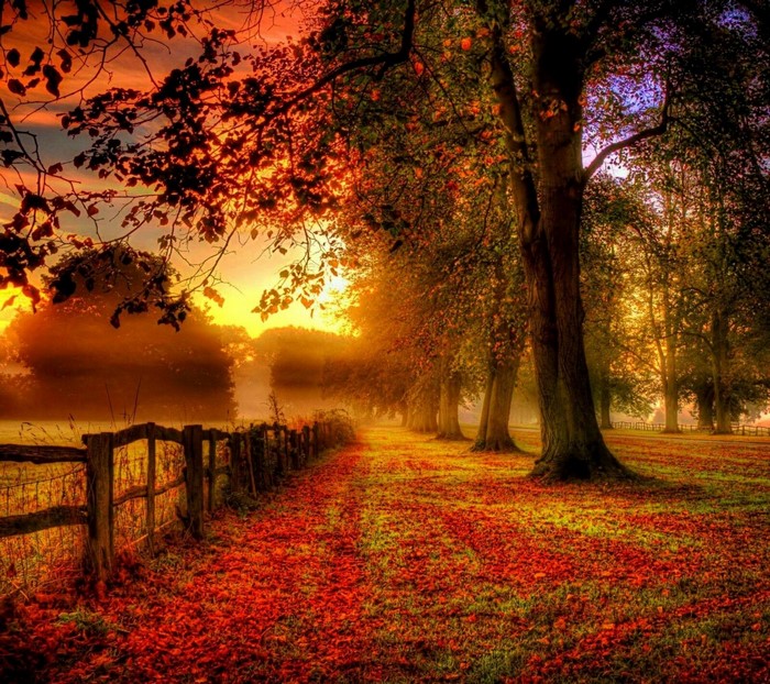 Autumn path with fallen leaves and trees at sunset