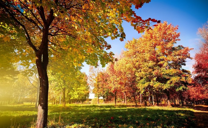 Autumn park with colorful trees and sunlight