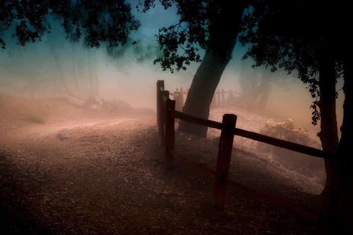 Misty forest path with wooden fence and trees