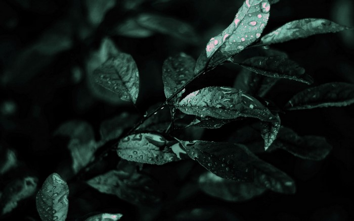 Close-up of wet leaves on a dark branch