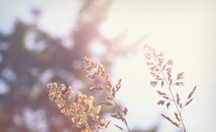 Sunlight on dry grass stalks in soft focus
