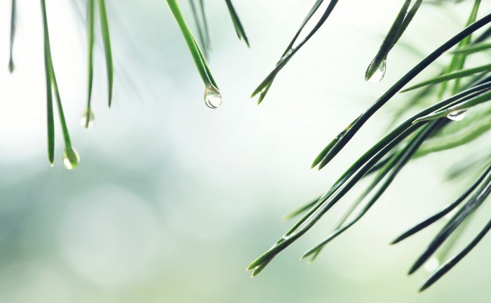 Close-up of Dew Drops on Pine Needles