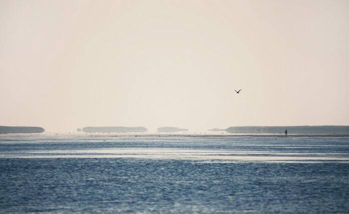 A lone figure walks on a sandy shore with a bird flying overhead.