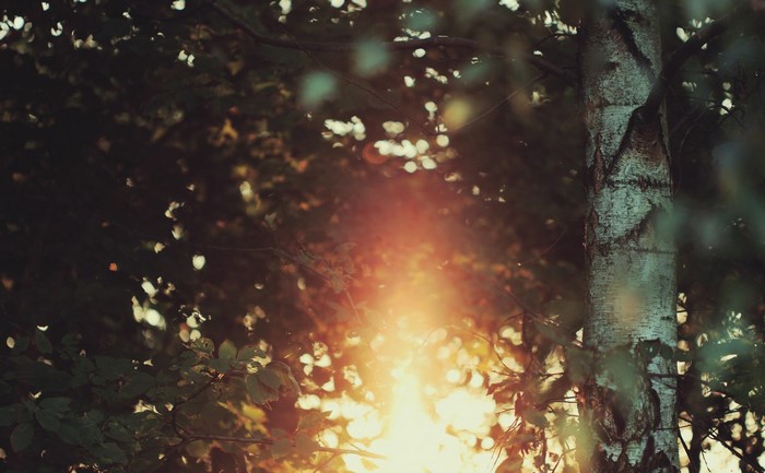 Sunlight filtering through trees in a forest