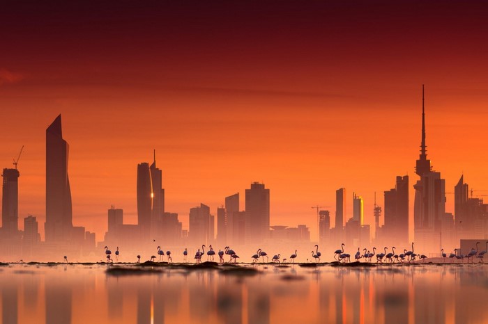 Flamingos in a city skyline at sunset