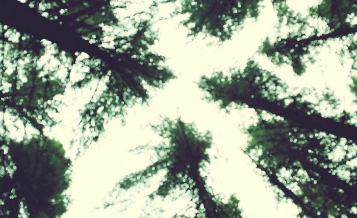 Looking up through trees in a forest
