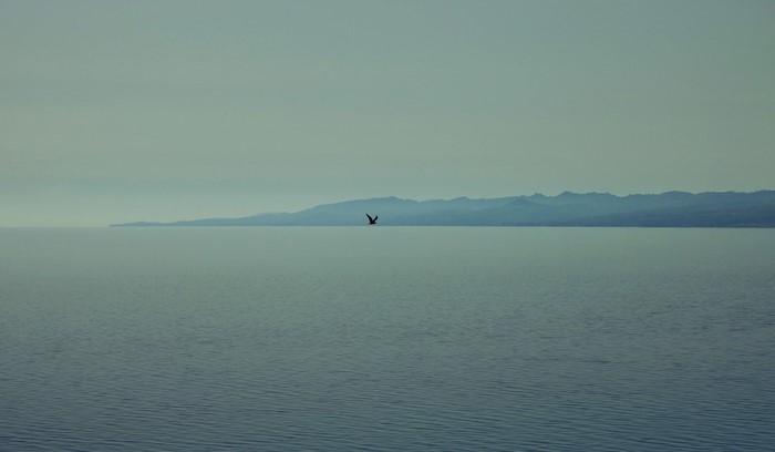 Bird flying over the sea with mountains in the background