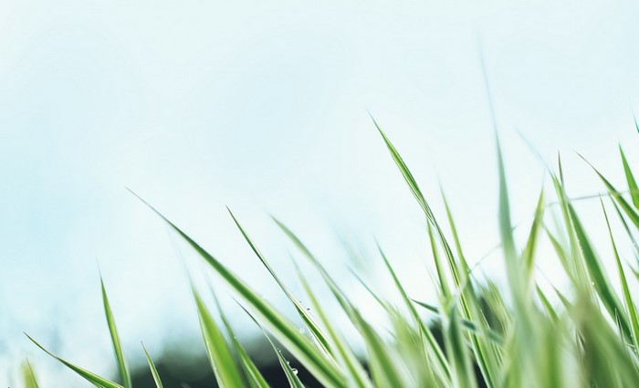 Close-up of green grass blades against a light blue sky