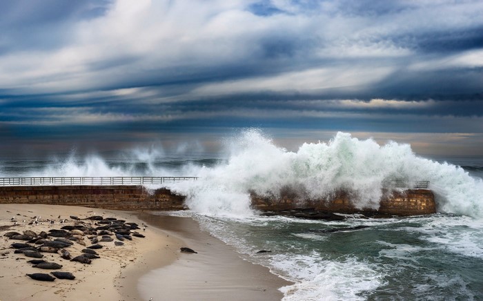 Seals on a beach with large waves crashing