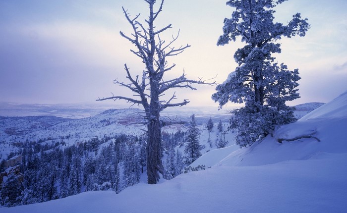 Snow-covered trees on a mountain landscape in winter