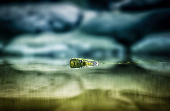 Snake swimming in dark water with reflections