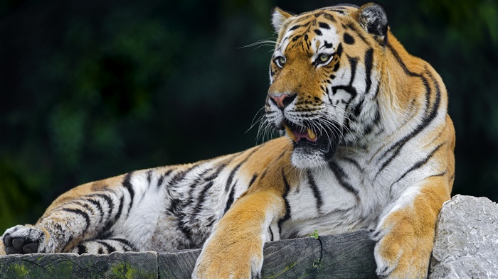Tiger lying on wooden surface with dark background