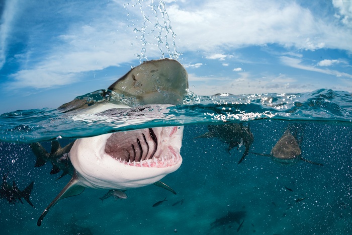 Sharks swimming in the ocean with water splashing