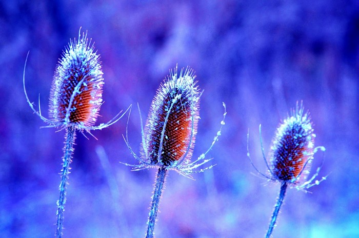 Three frosted thistle heads in blue light