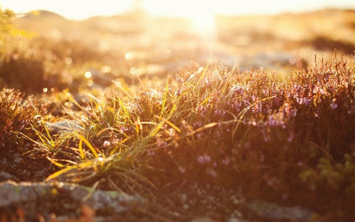 Sunlight on Heather and Grass