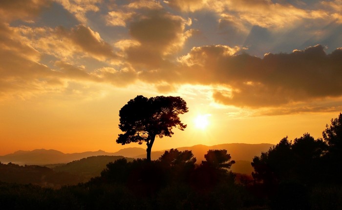 Silhouette of a tree against a sunset sky